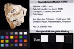 Foto (Objket + Etiketten) von Galatheithes zitteli (von Meyer, 1851) 